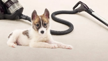 12 Best Canister Vacuums for Pet Hair: Pros and Cons of each Brand