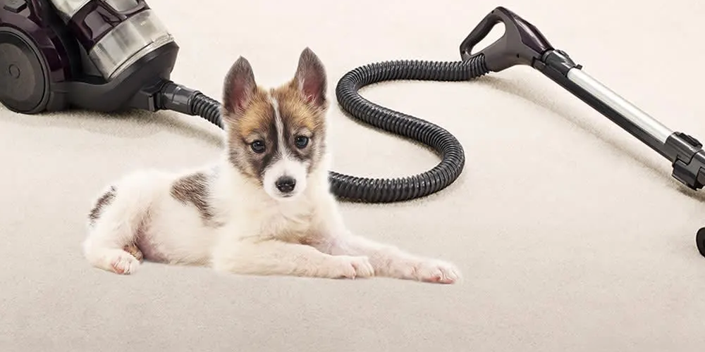 canister vacuums for pet hair